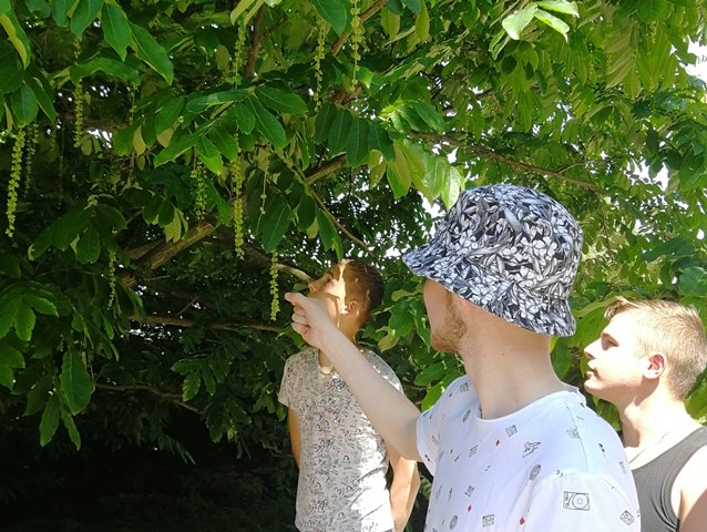 Вау, яке дерево!